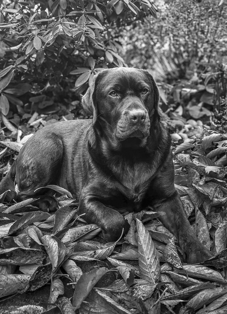 Labrador retriever