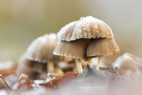 Paddenstoelen in de winter