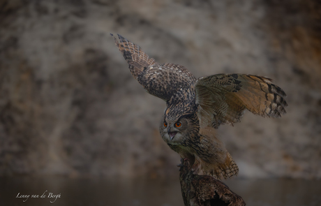 Eurasian Eagle Owl oftewel de Oehoe 