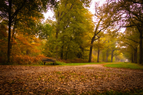 Bankje in het bos