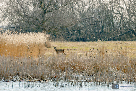 Tussen stilte en beweging