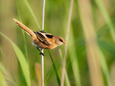 Baardmannetje