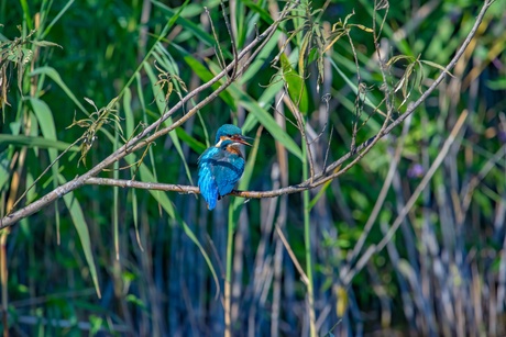 Ijsvogel