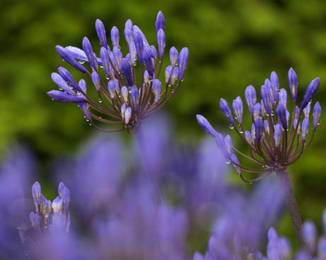 Agapanthus.