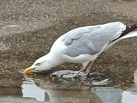 Dorstige zeemeeuw