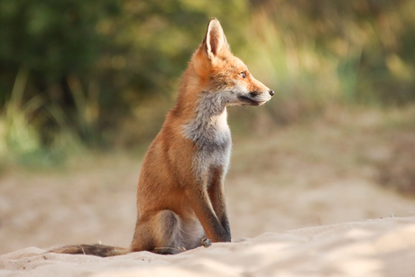 Vosje in de duinen