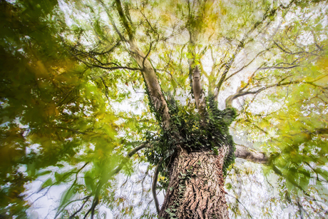 Actiefoto van onze notenboom