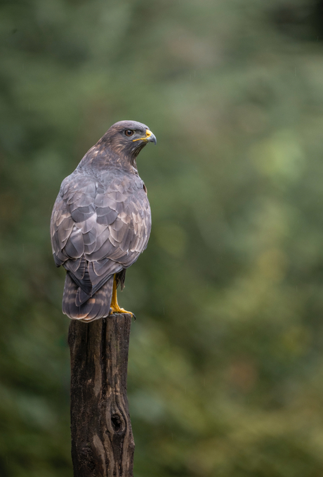 Buizerd
