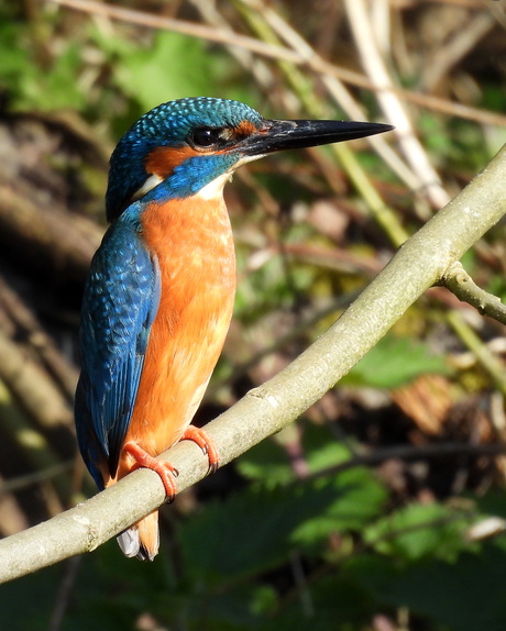 Meneer IJsvogel