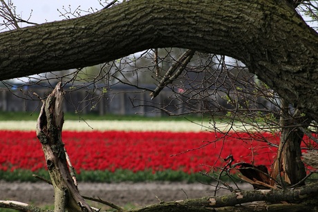 Tulpen................