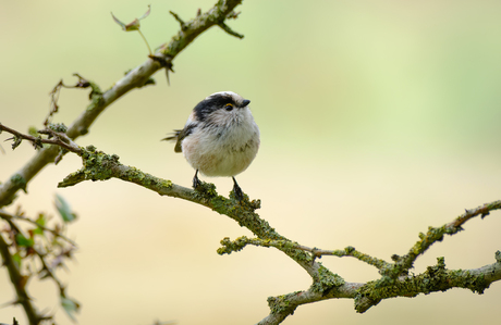 Staartmees in Amsterdamse Waterleidingduinen