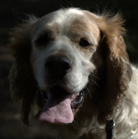 Welsh springer spaniël