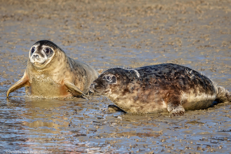 Vrijlating zeehondjes door A Seal Stellendam