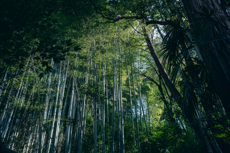 Bamboebos in Kyoto