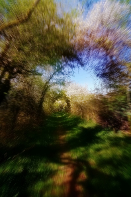 ZOOM