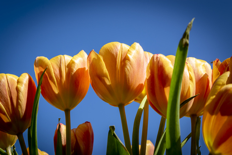 Koningsdag tulp