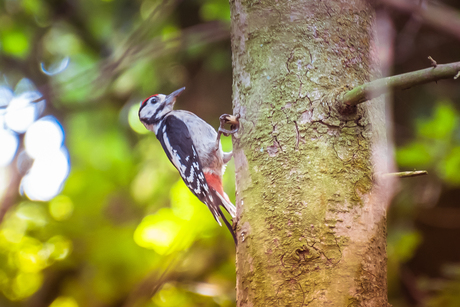 Grote bonte specht (juveniel)