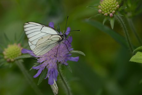 Vlinder op bloem