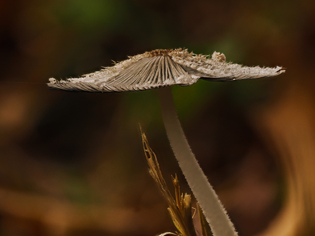 natuur in de herfst