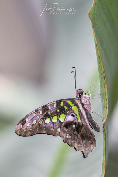 “Glow in the Dark Edition”