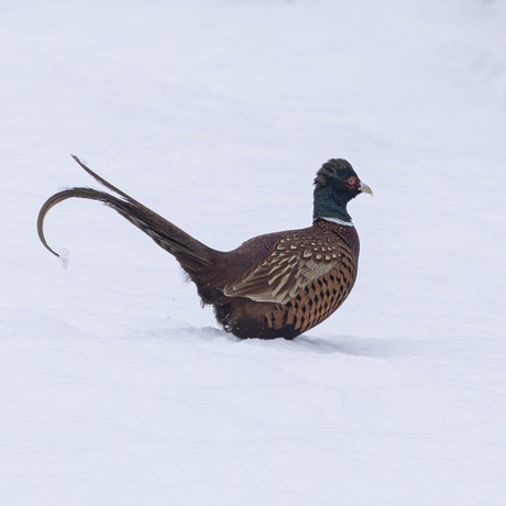 Fazant in de sneeuw 