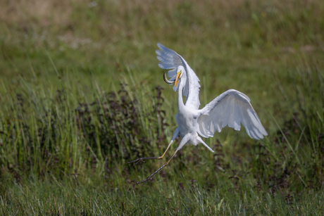 Grote zilverreiger