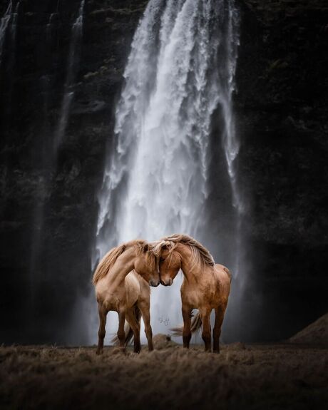 liefde tussen twee paarden