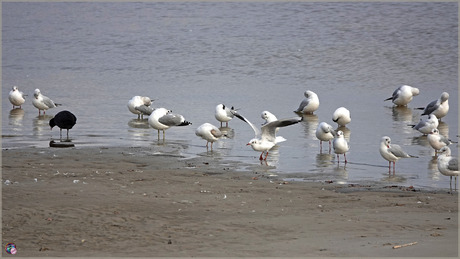 Poetsclub Kokmeeuw …