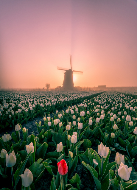 molen in de mist met wit tulpen veld