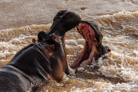 blijf van mijn vrouw