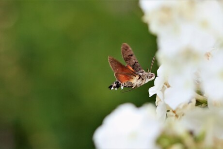 colibrie vlinder