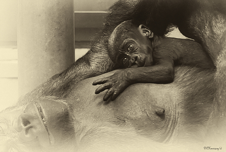 Baby gorilla
