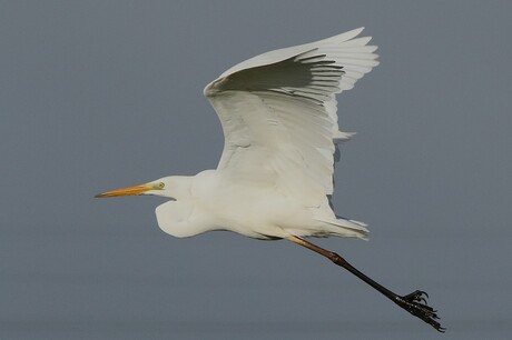 Grote Zilverreiger