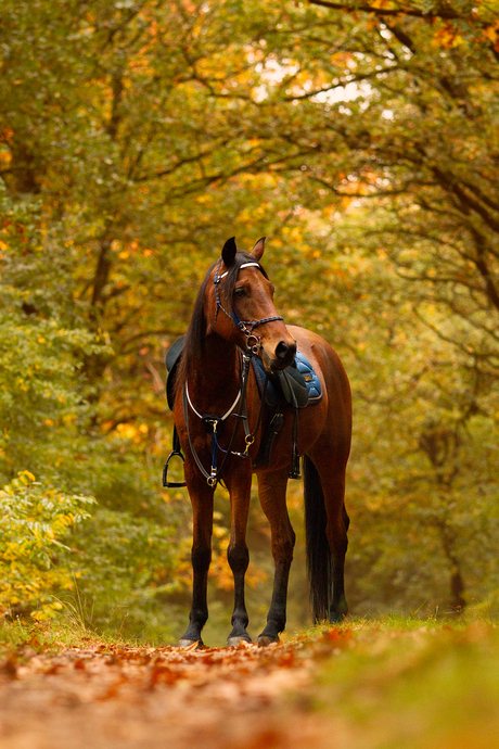 Herfst