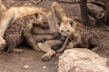 Hyena pups