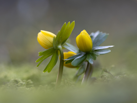 Winterakoniet 25-01-2026