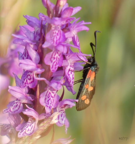 St Jansvlinder op orchidee