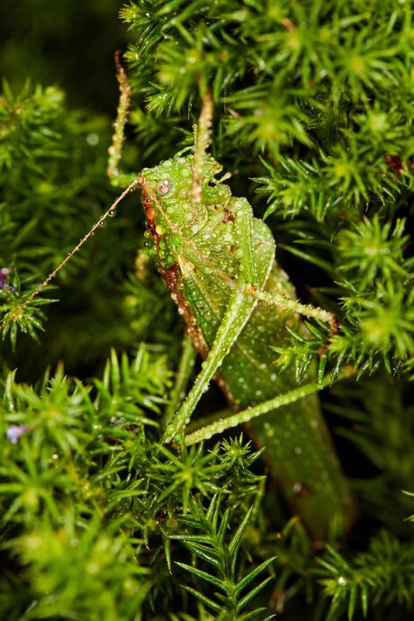 Grote groene sabelsrinkhaan in de regen