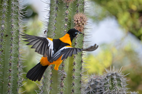 Oranje troepiaal in cactus