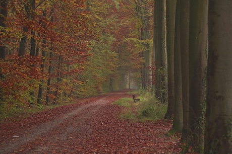 Herfstkleuren in het park