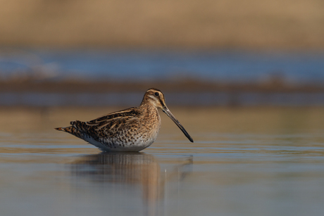 Watersnip