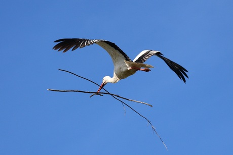 Vliegende ooievaar