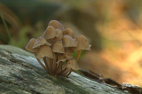 Bundelmycena.