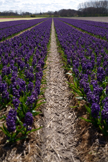 Paarse hyacinthen portret