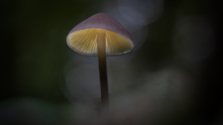Helmmycena light painting