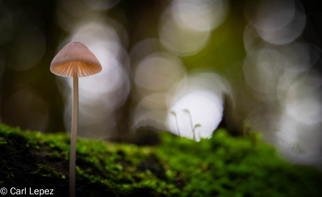 Mysterieuse mycena 