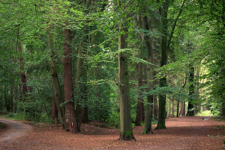 Bienvenue dans les bois de Beetsterzwaag.