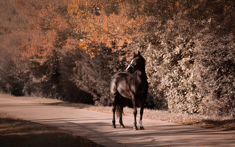 paard