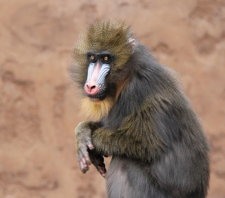 Mandril