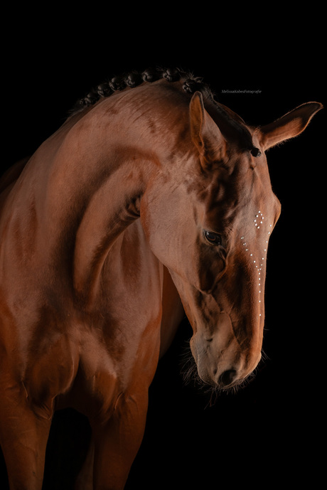 StudioFotografie